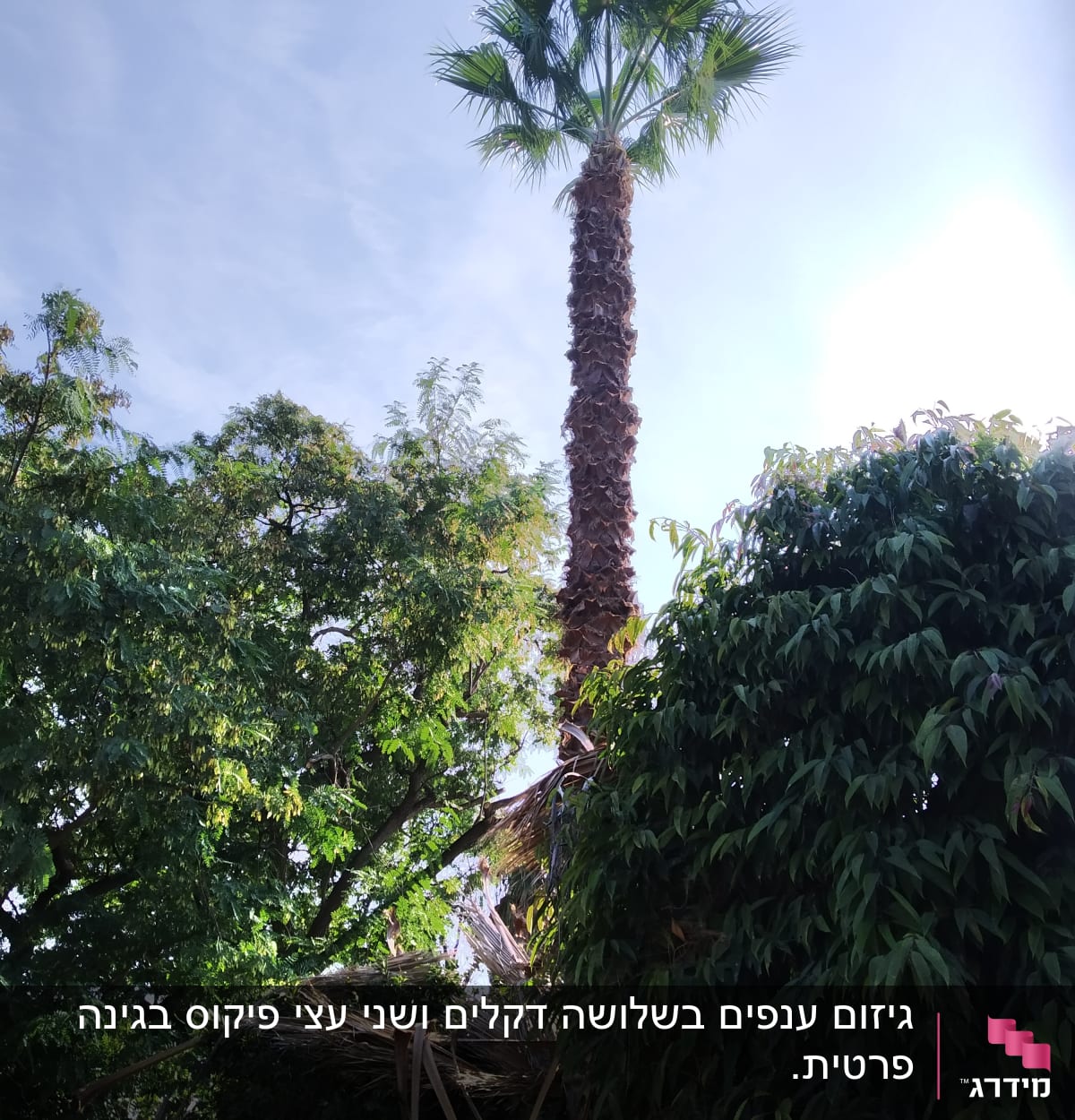 עץ דקל עם ענפים גזומים בחלקו התחתון
